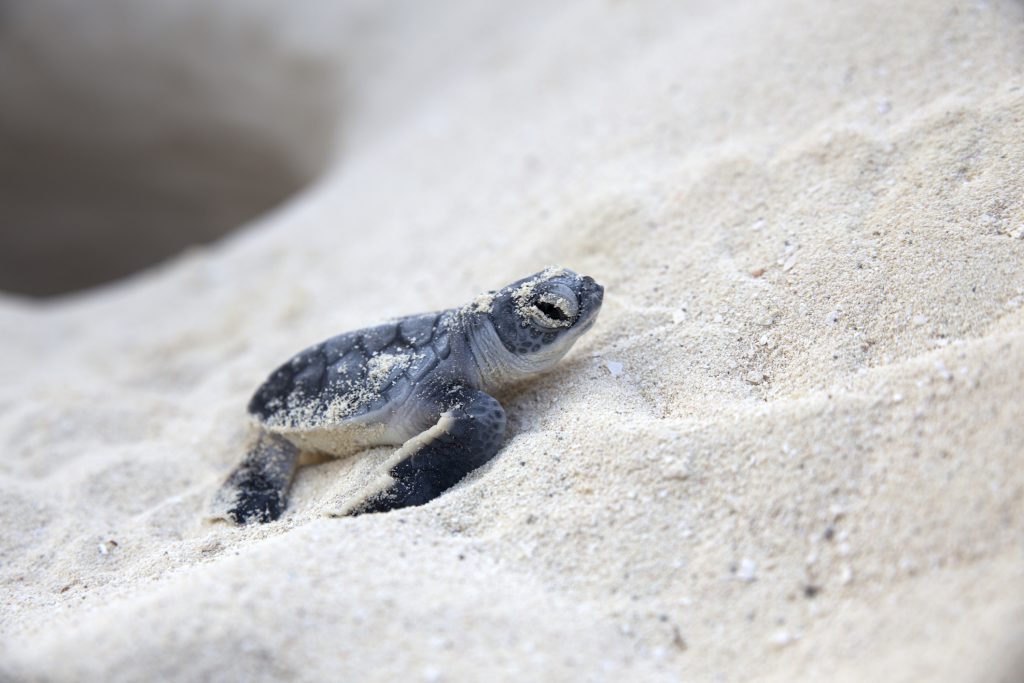 What You Need to Know about Sea Turtle Nesting Season on Hilton Head Island 