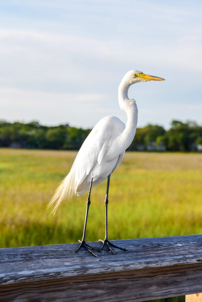 3 Things to Look Forward to Doing on Hilton Head Island this Spring